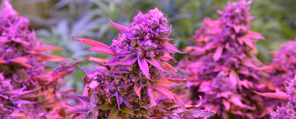 cannabis-grow-lights-header