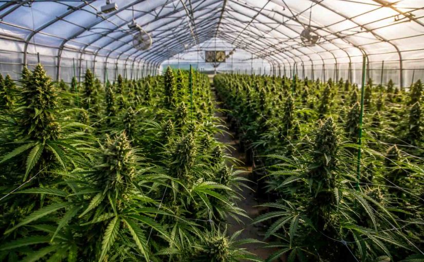 Récolter une autofloraison : maturité, timing et observation